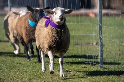ewe nique hobby farm  