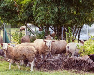 ewe nique hobby farm  