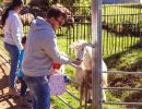 ewe nique hobby farm  